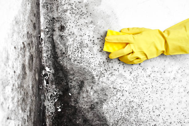 Best Local Mold Removal Service  in Prien, LA