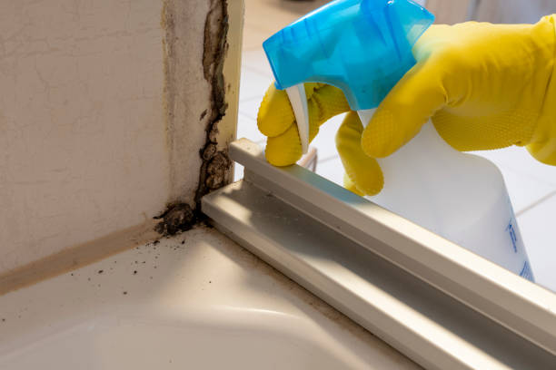Best Same-Day Mold Removal  in Prien, LA