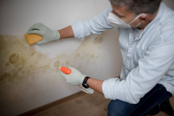 Best Best Mold Removal Companies  in Prien, LA