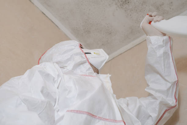 Trusted Prien, LA Mold Removal Experts