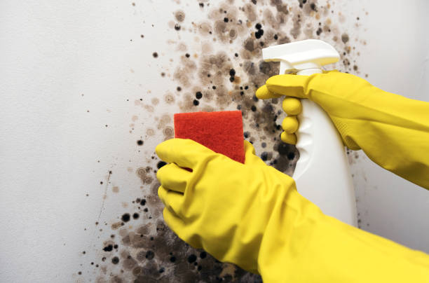 Mold Testing and Removal in Prien, LA
