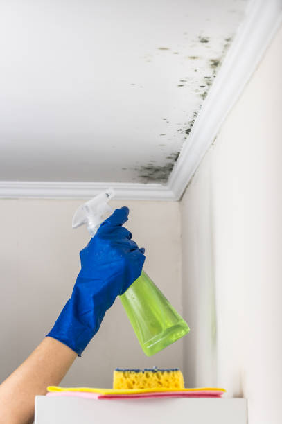 Best Professional Mold Removal  in Prien, LA